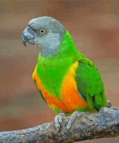 Senegal Parrot Bird paint by numbers