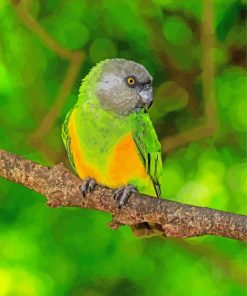 Senegal Parrot paint by numbers