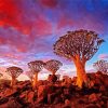 Southern Namibia Aloe Dichotoma Trees paint by number