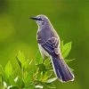 The Northern Mockingbird paint by number