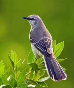 The Northern Mockingbird paint by number