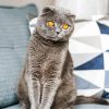 The Scottish Fold Grey Cat paint by number