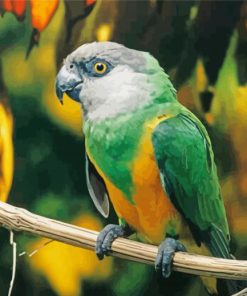 The Senegal Bird paint by numbers