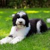 The Sheepadoodle Dog paint by number