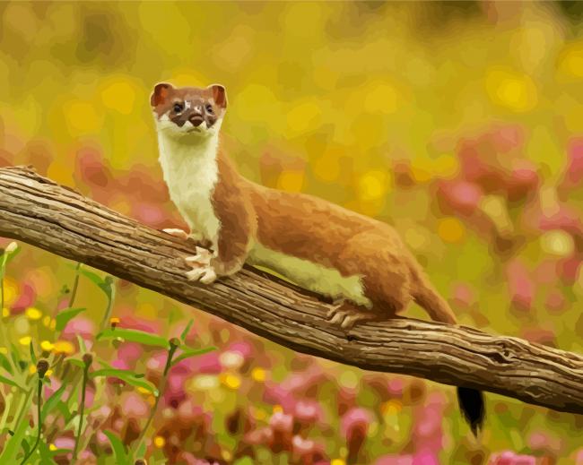 Aesthetic Weasel paint by number