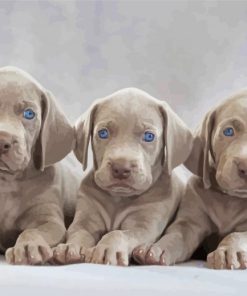 Weimaraner Puppies Scaled paint by number