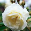 White Floribunda Flower Plant paint by numbers