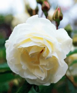 White Floribunda Flower Plant paint by numbers