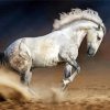 White Andalusian Horse paint by number