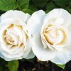 White Blooming Floribunda Flower paint by numbers