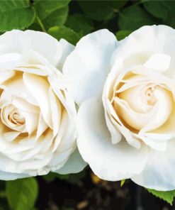 White Blooming Floribunda Flower paint by numbers