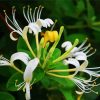 White Blooming Honeysuckle paint by number