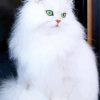 White Fluffy Cats paint by numbers