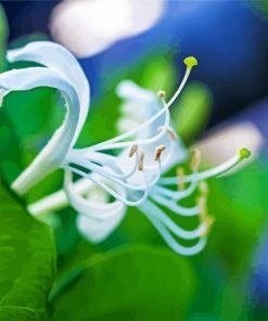 White Honeysuckle paint by number