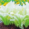 White Hosta Leaves paint by number