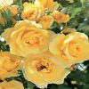 Yellow Floribunda Roses paint by numbers