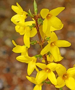 Yellow Forsythia Flowering Plant paint by numbers