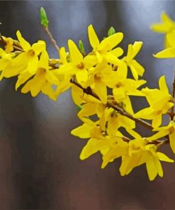 Yellow Forsythia Plant paint by numbers