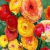 Yellow Ranunculus paint by number