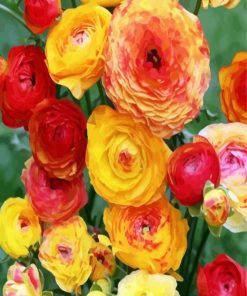 Yellow Ranunculus paint by number