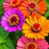 Zinnias Flowers paint by number