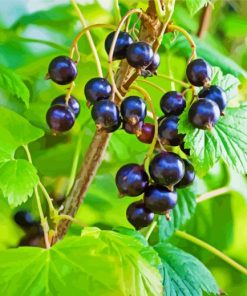 Cassis Fruit In Tree paint by numbers