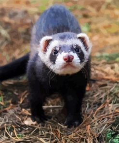 Furet Animal paint by numbers