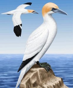 Gannet Birds paint by numbers