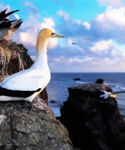 Gannet Birds Animals paint by numbers