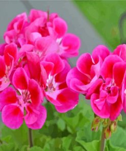Geraniums Flowers paint by numbers