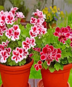 Geraniums Flowers Illustration paint by numbers