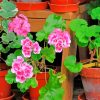 Geraniums Flower paint by numbers