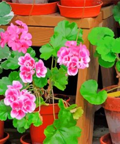 Geraniums Flower paint by numbers