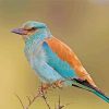 Kraska Bird paint by numbers