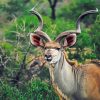 Kudu Animal paint by numbers