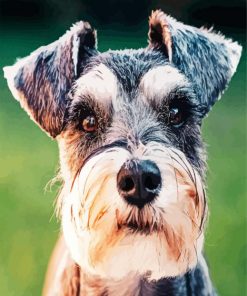 Aesthetic Schnauzer paint by number