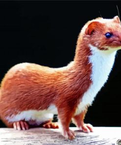 Aesthetic Weasel Animal paint by number