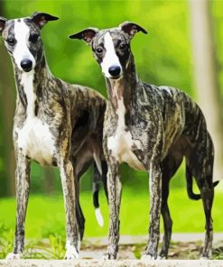 Aesthetic Whippet Dogs paint by number