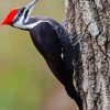 Aesthetic Woodpecker Bird paint by number