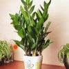 Aesthetic Zamioculcas Plant paint by number