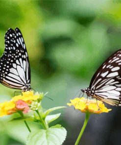 Butterflies In Flowers paint by numbers