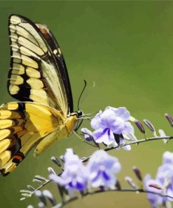 Cute Butterflies In Flowers paint by numbers