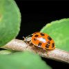 ladybeetle Insect Paint by numbers