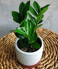 Aesthetic Plant Zamioculcas paint by number