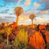 Aloe Dichotoma Trees Namibia paint by number