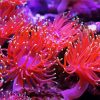 Anemones Pink paint by number