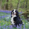 Bernese Mountain Dog And Purple Flowers paint by number