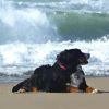 Bernese Mountain Dog On The Beach paint by number