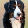 Bernese Mountain Dog paint by number