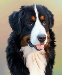 Bernese Mountain Dog paint by number